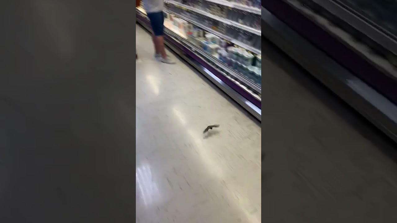 Bat at Emerson ShopRite! In New Jersey #njwildlife #bats #cute