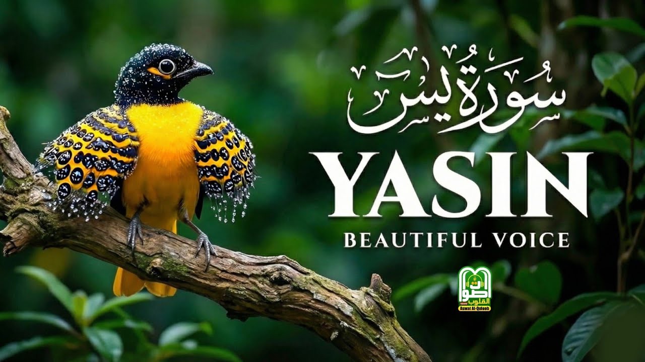 Surah Yasin (Yaseen) سورة یس | Beautiful Recitation | Heart Touching | Full HD | Aswat Al-Quloob