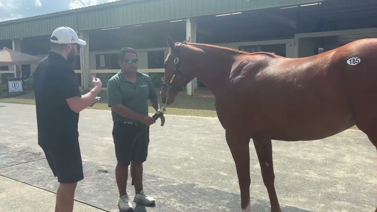 Back at the Barn with hip 185, Jimmy Creed filly