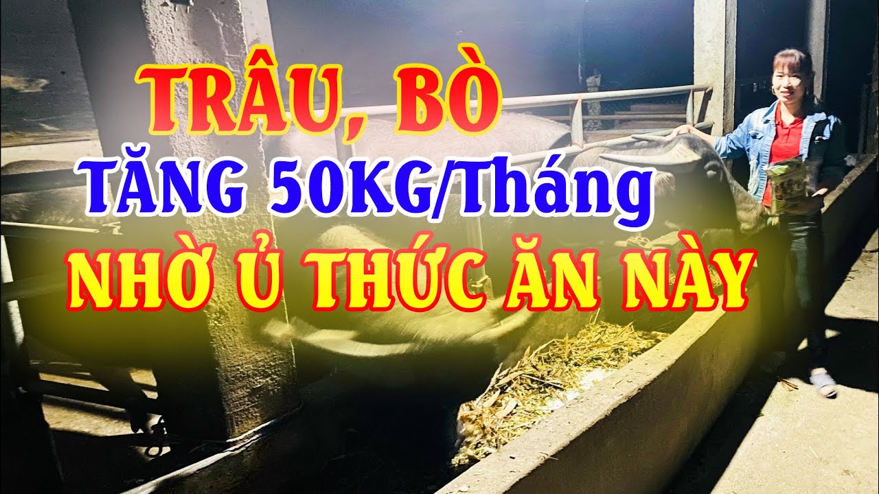 Bí Quyết Nuôi Trâu Vỗ Béo Tăng 50KG/Tháng | Mô hình nuôi trâu vỗ béo tại Sơn Dương, Tuyên Quang
