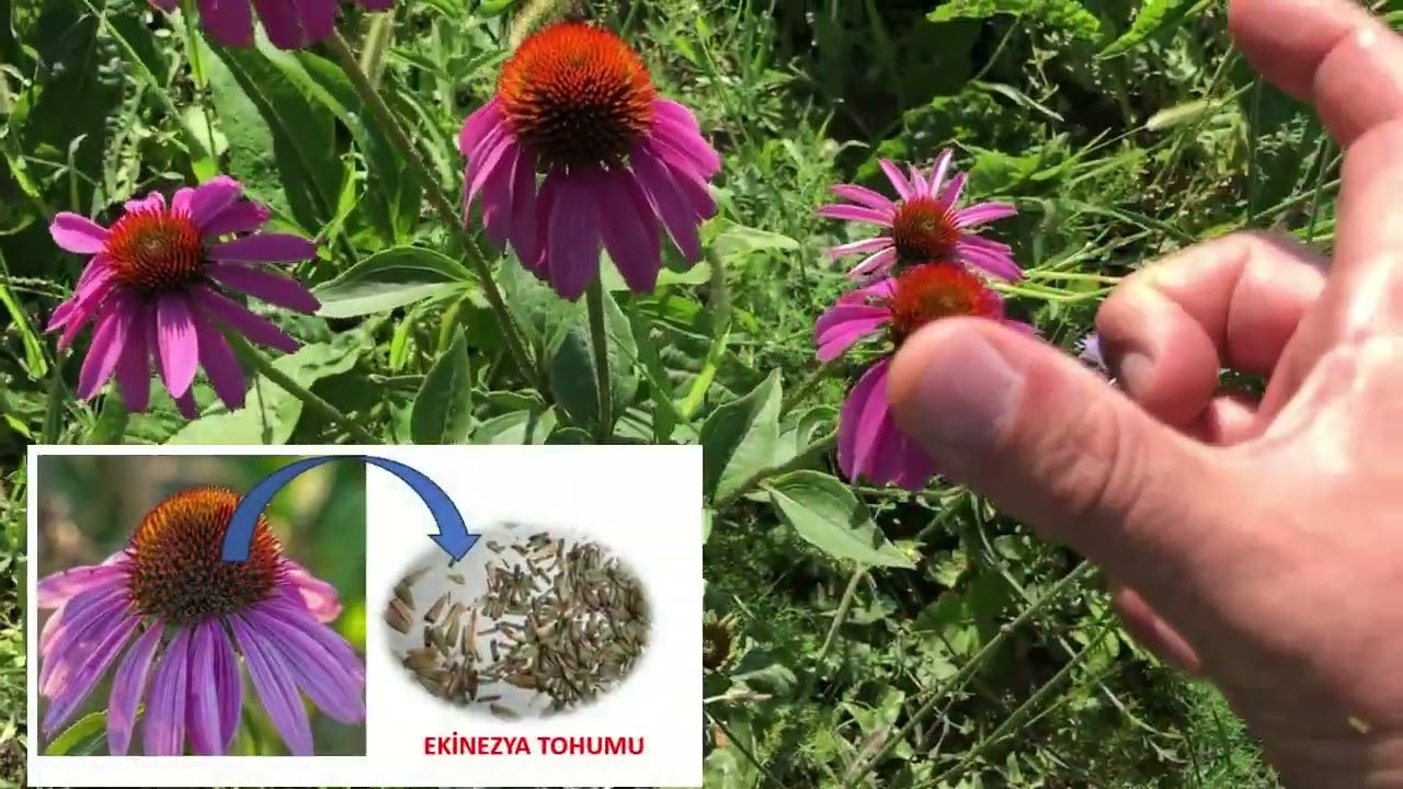 Ekinezya Yetiştiriciliği Nasıl Yapılır