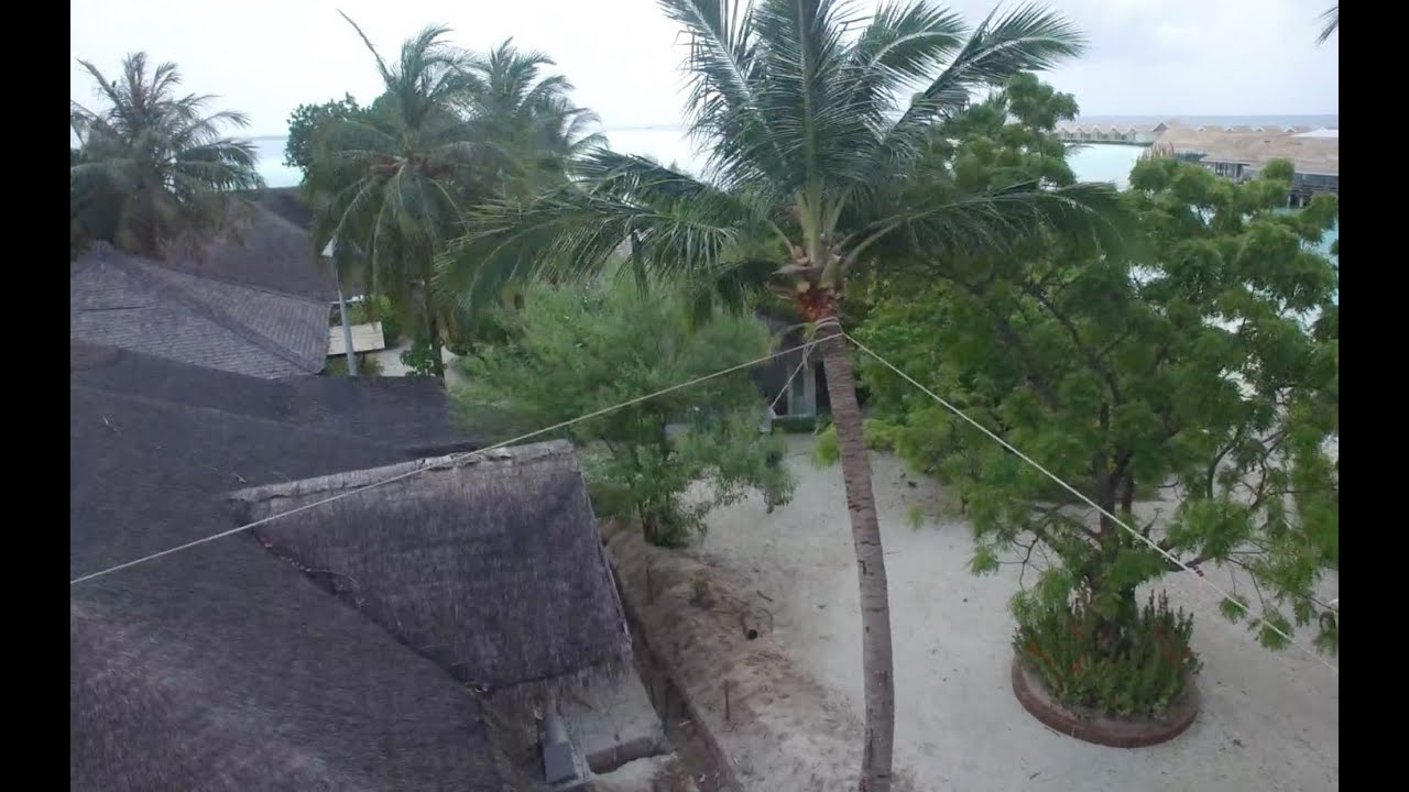 How to relocate a 2.5 ton coconut palm tree in 59 seconds