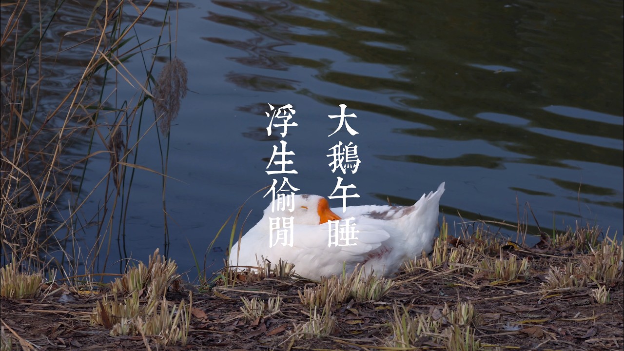 4K The Goose’s Nap - Water & Birdsong - Real Natural Scene - 2 Hours