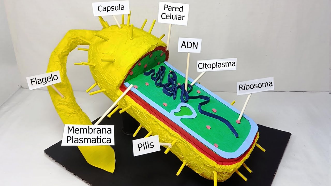 COMO HACER la CÉLULA PROCARIOTA en 10 MINUTOS | MAQUETA FÁCIL y RÁPIDA de HACER en CASA - PROYECTO