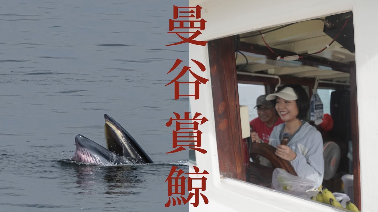 開船出海，去見曼谷海灣裡的巨獸🐋｜曼谷生活 VLOG