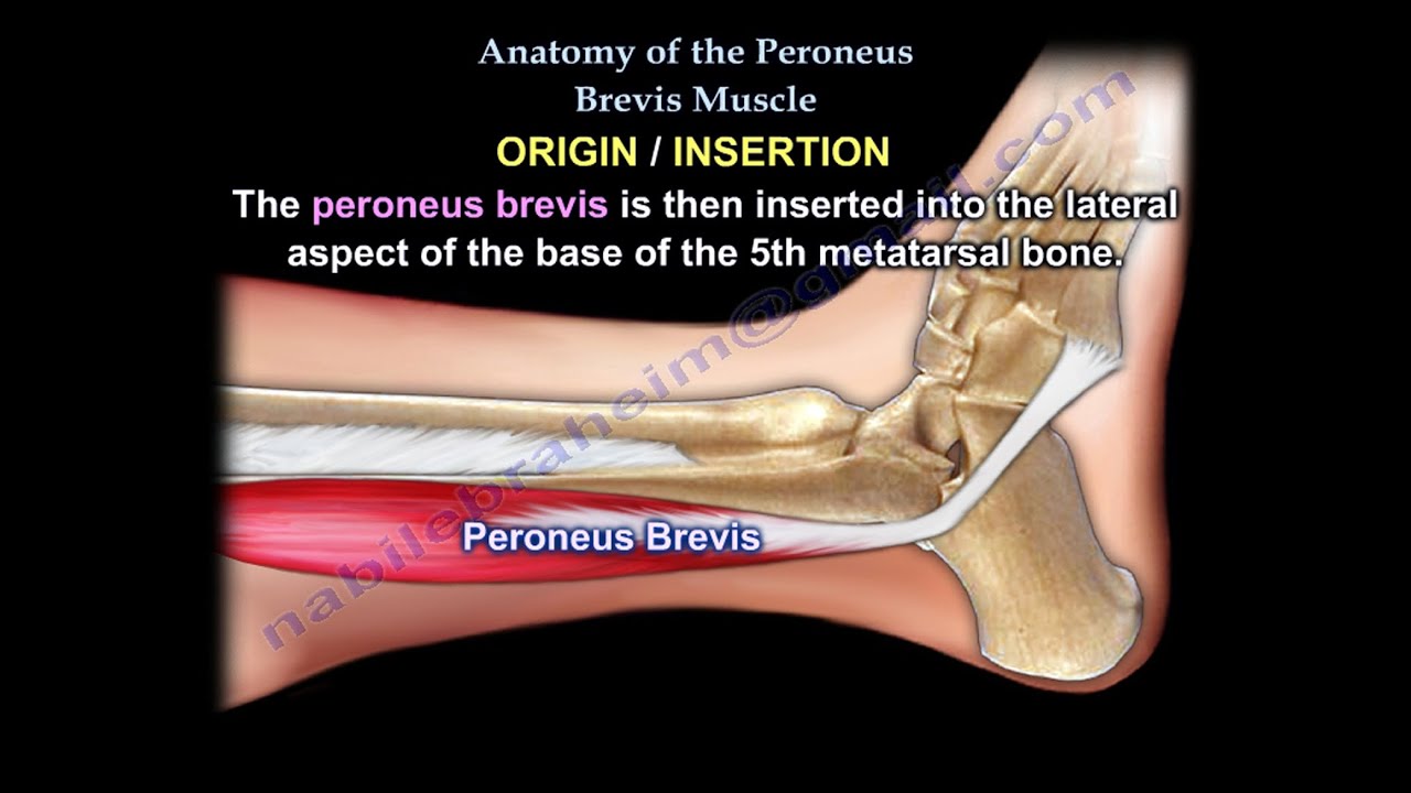 Anatomy Of The Peroneus Brevis Muscle - Everything You Need To Know - Dr. Nabil Ebraheim