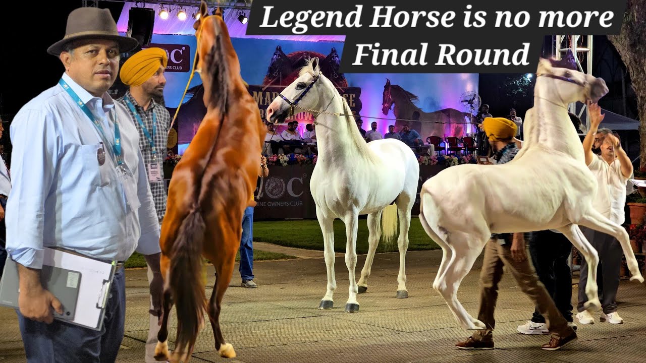 Al Bakash the legend horse is no more | Final round of Stallion marwadi horse Ring Show in Pune