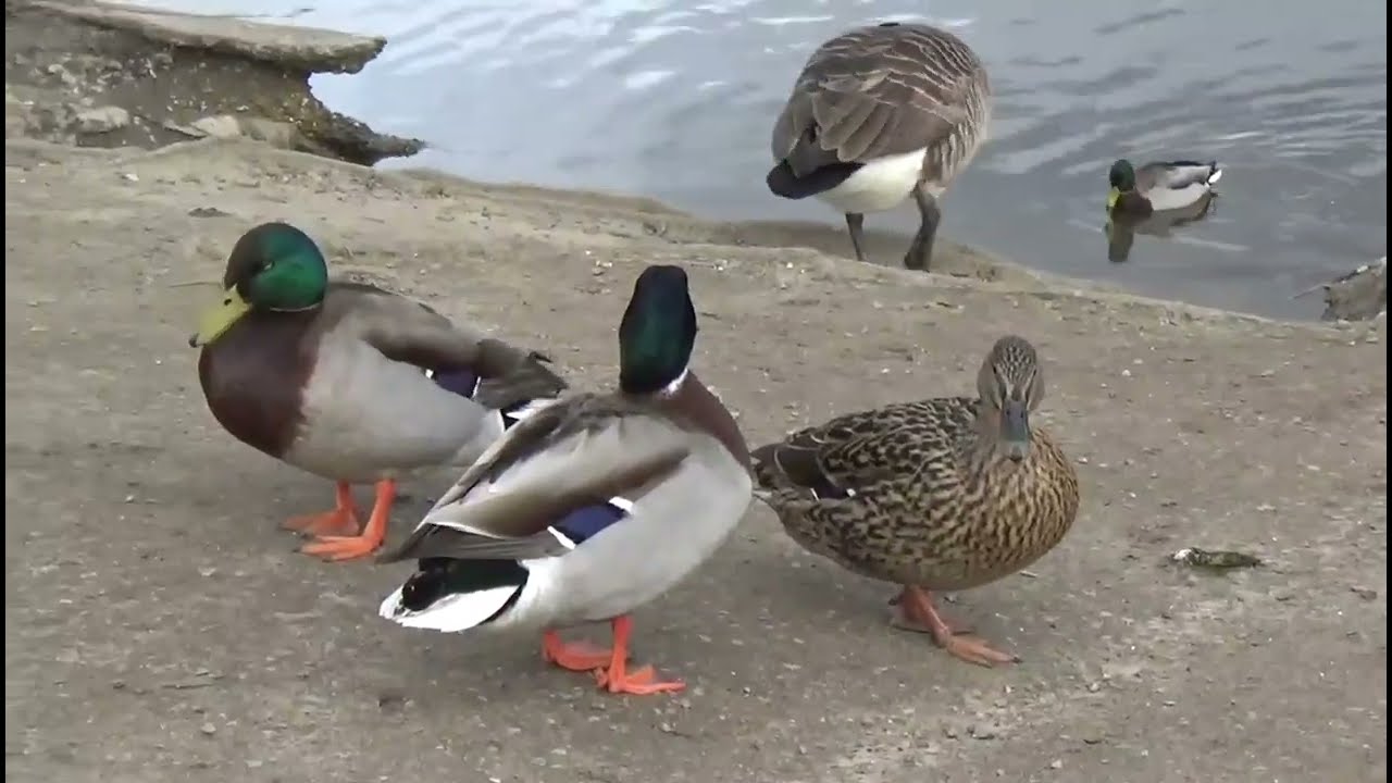 Orrell water park 11th March 2025