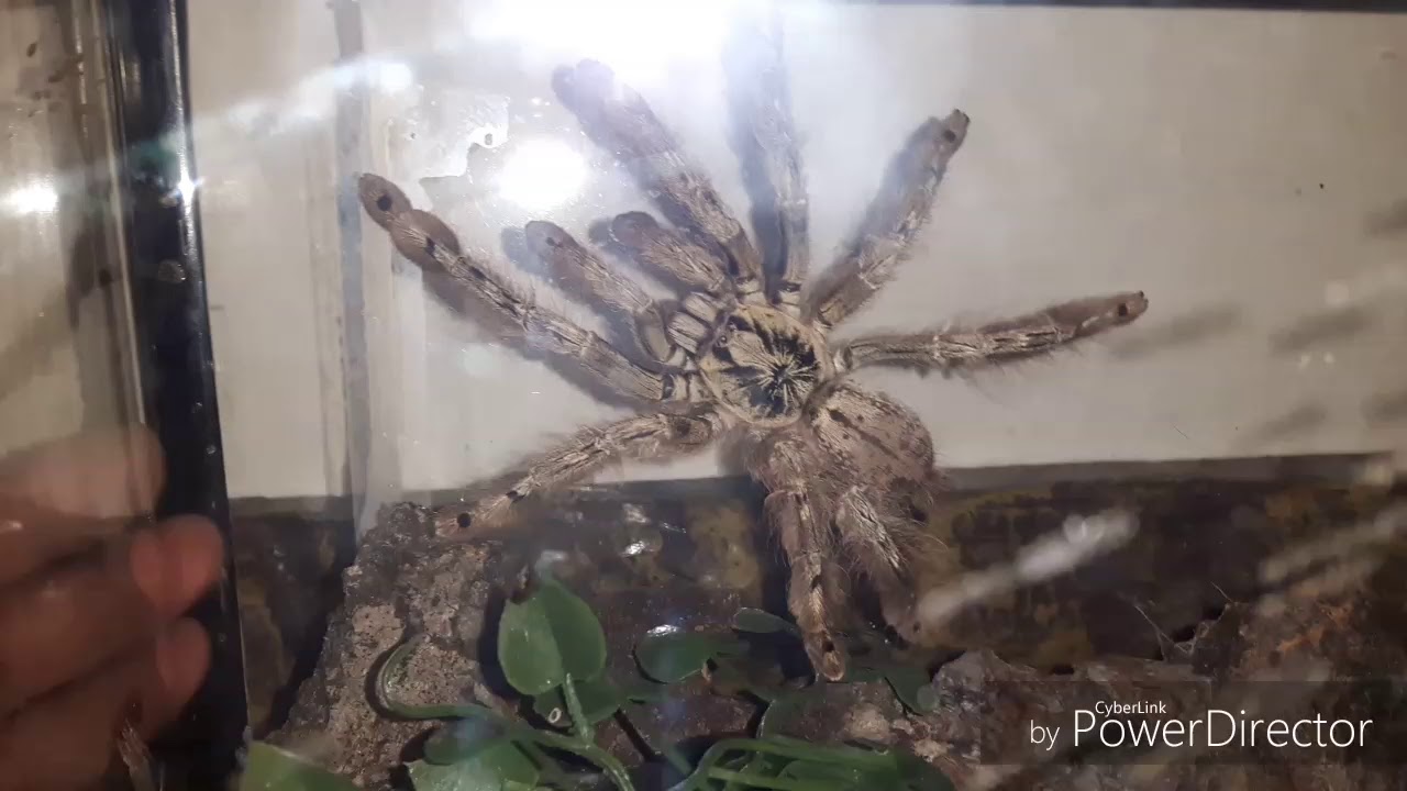 Stromatopelma calceatum
