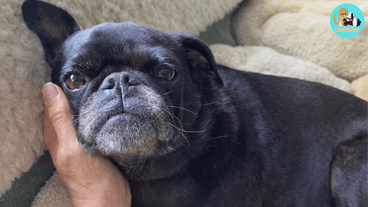 They told her to let the dog go… She refused (and it changed everything)