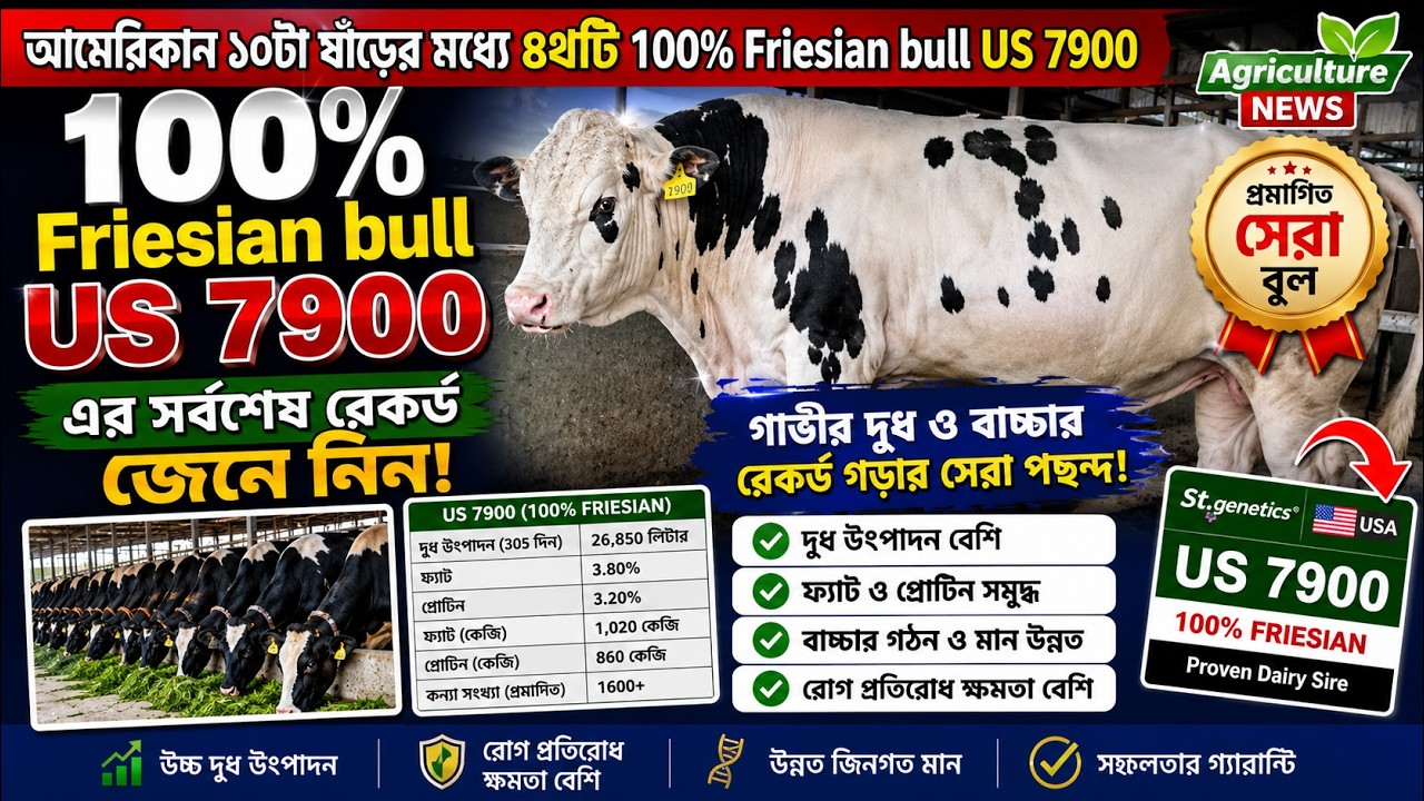 100% Friesian bull US 7900 | এই সিমেন আপনার গাভীরে দিলে যা যা পাবেন |  Agriculture news