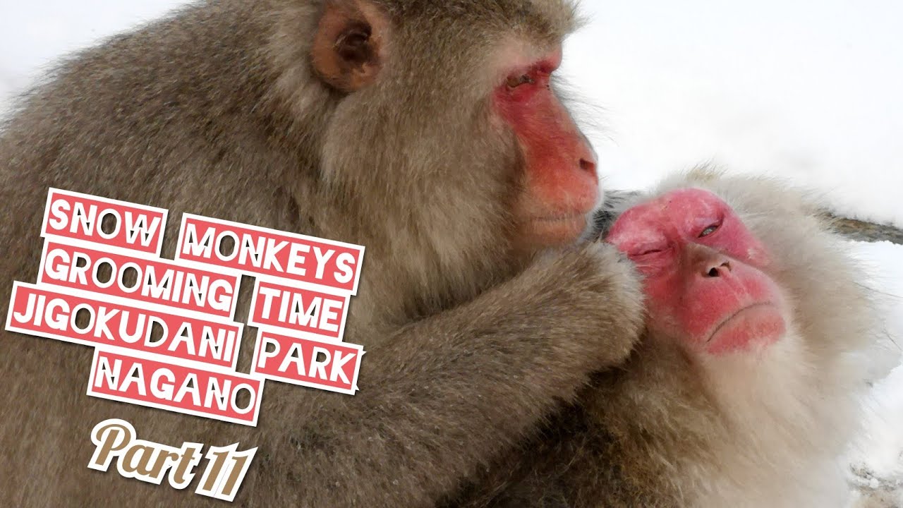 🐵 SNOW MONKEYS Eating Lices @ Jigokudani Park NAGANO by Adeyto 📽️ HUAWEI P20 PRO