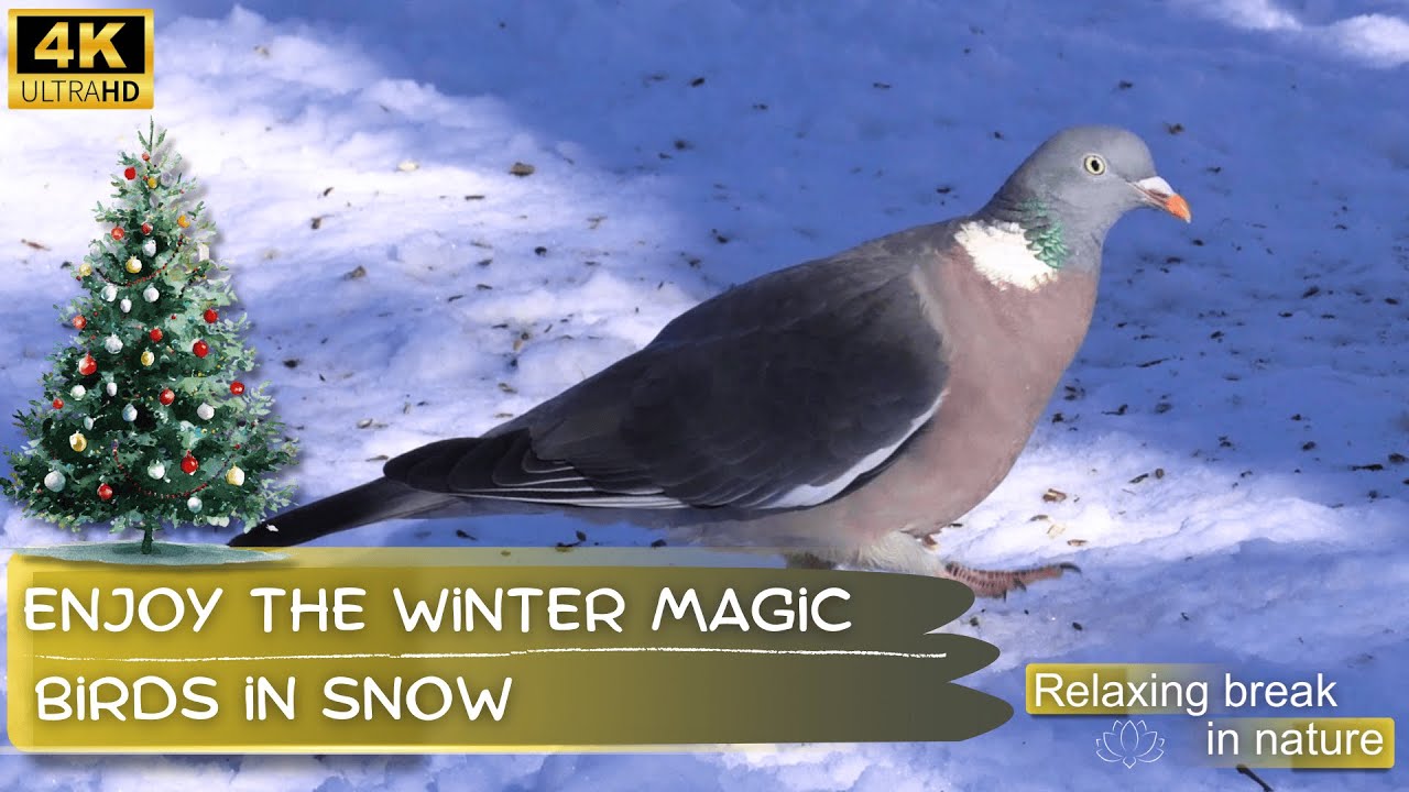 Peaceful Winter Birdwatching ❄️ Wood Pigeon, Starling, Blackbird & Chaffinch | Relaxing Music