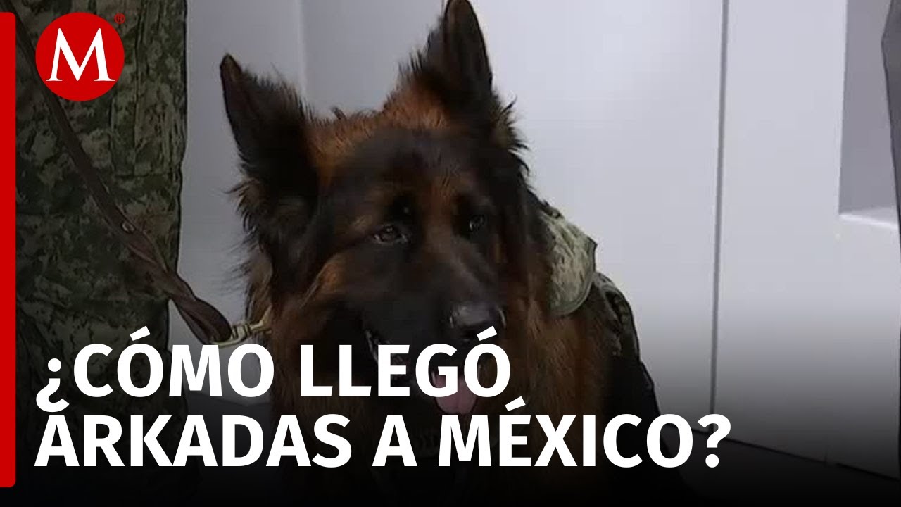 ‘Arkadas’, perro rescatista donado por Turquía, cumple dos años al servicio del Ejército Mexicano