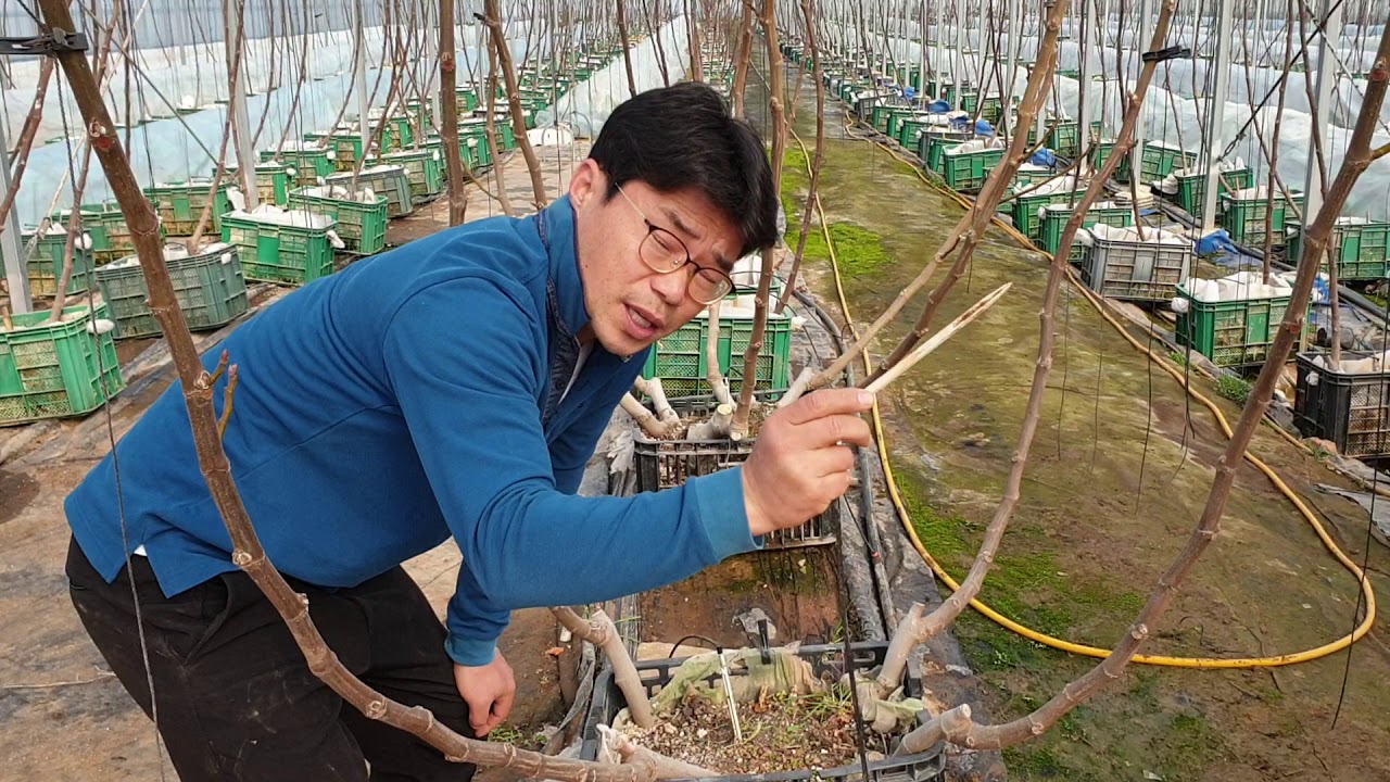 무화과재배법 종합 010-4046-8585
