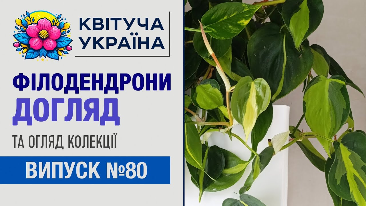 Філодендрони. Догляд і огляд колекції