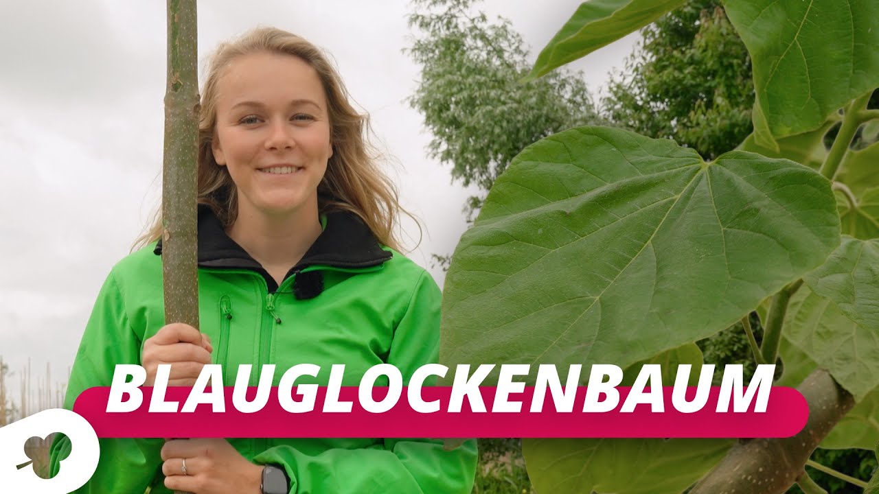 Die Blauglockenbaum! | Baumgeflüster #112