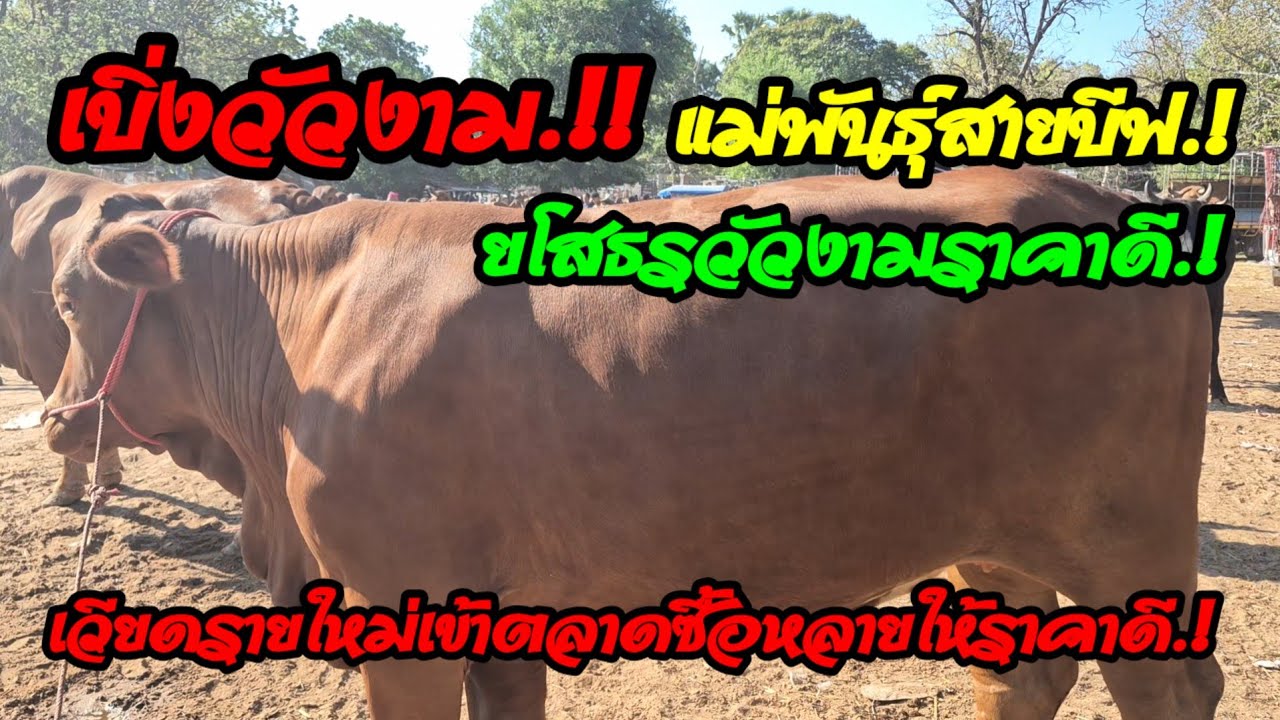 ราคาวัววันนี้เปิดราคาวัวล่าสุดวันนี้สำรวจราคาวัวตลาดนัด#เปิดราคาวัวงามน่าซื้อ#ซื้อขายวัวงามน่าเลี้ยง