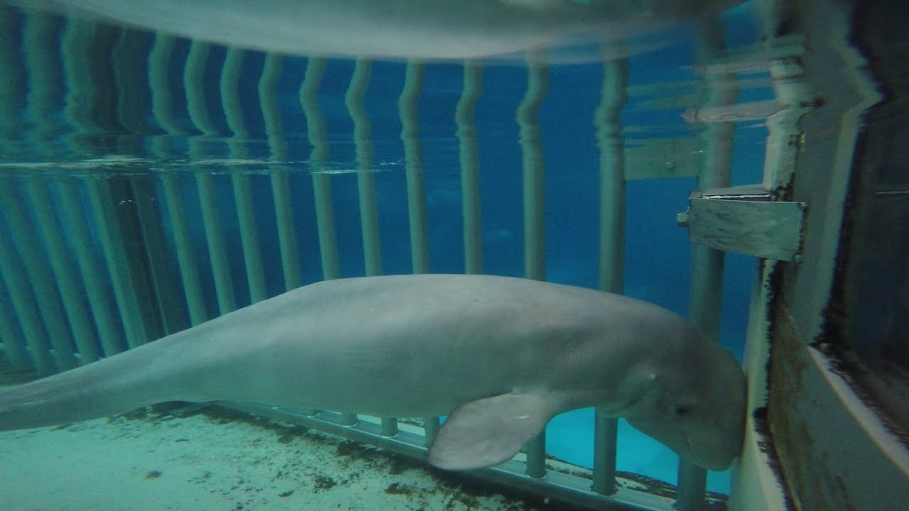 5 Things You Need to Know About Beluga Whales at Marineland, Canada