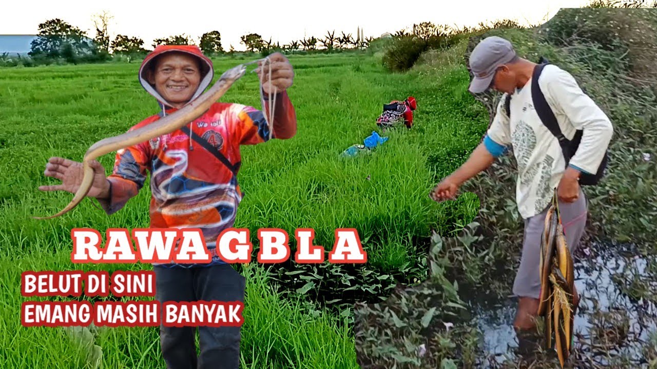 Spot Rawa G B L A - Ternyata Emang Masih Banyak Belutnya. 