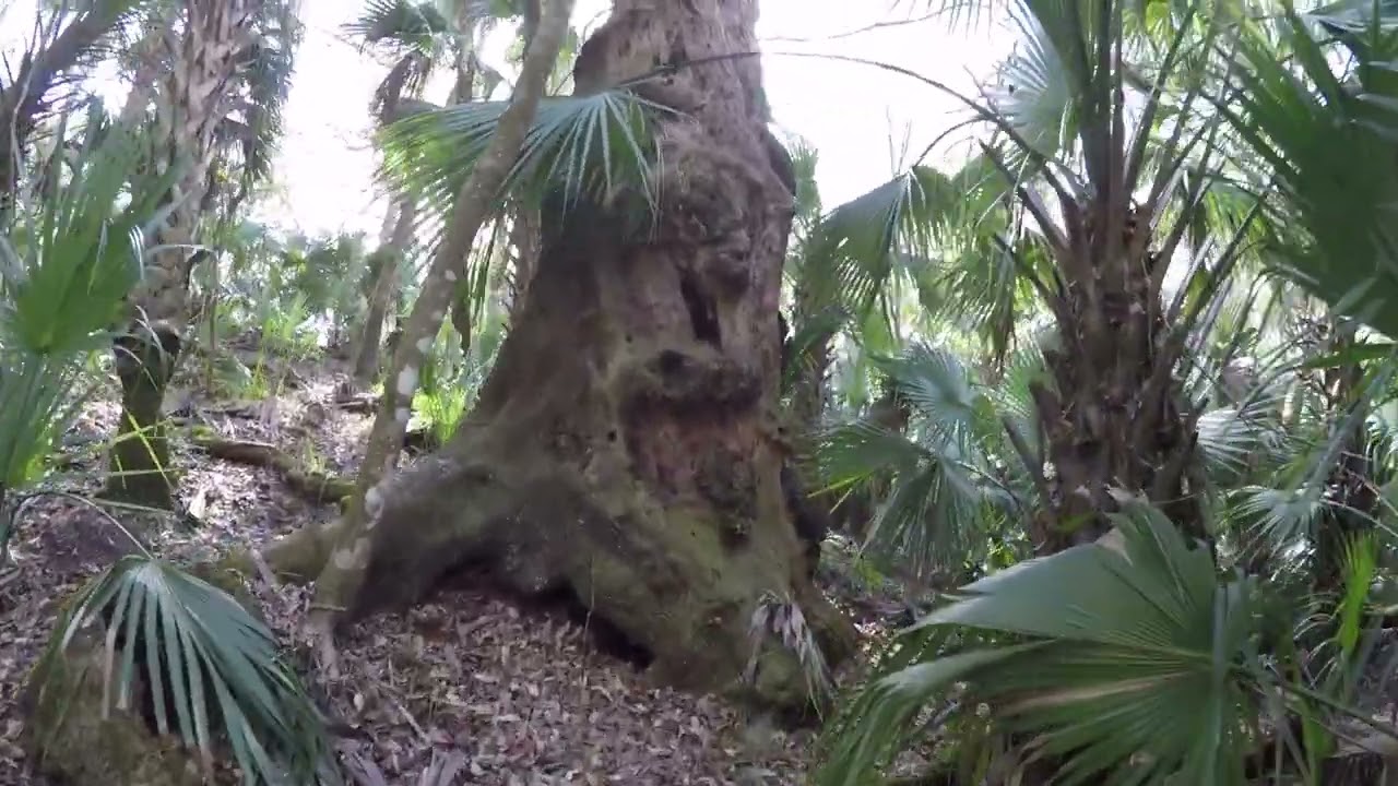 Huge Florida Indian Shell Mound Few Have Seen in Modern Times