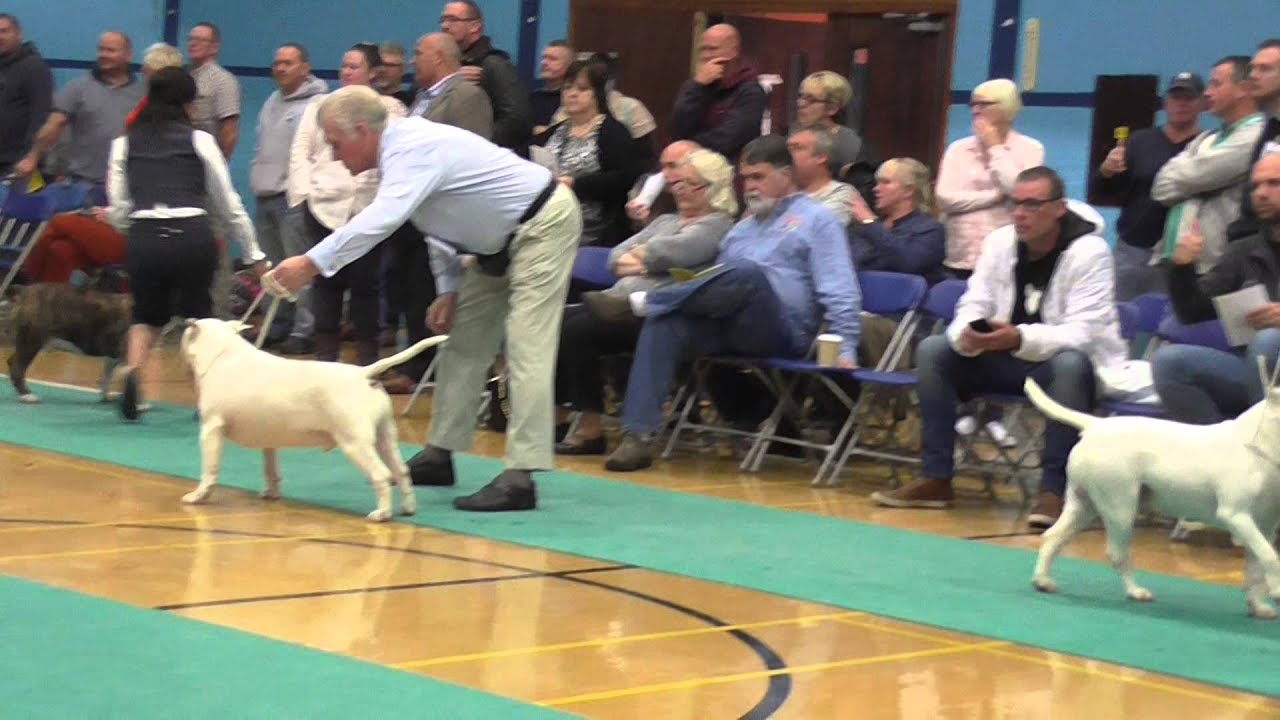 Limit Dog Bull Terrier Club of England 4th Oct 2015