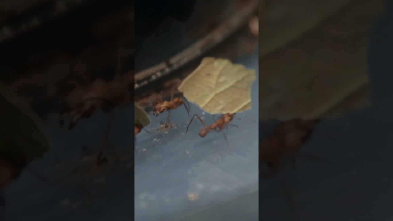 Microwelten#shorts #shortsviral #shortsfeed #short #youtubeshorts # #liebe #tiere# #motivation
