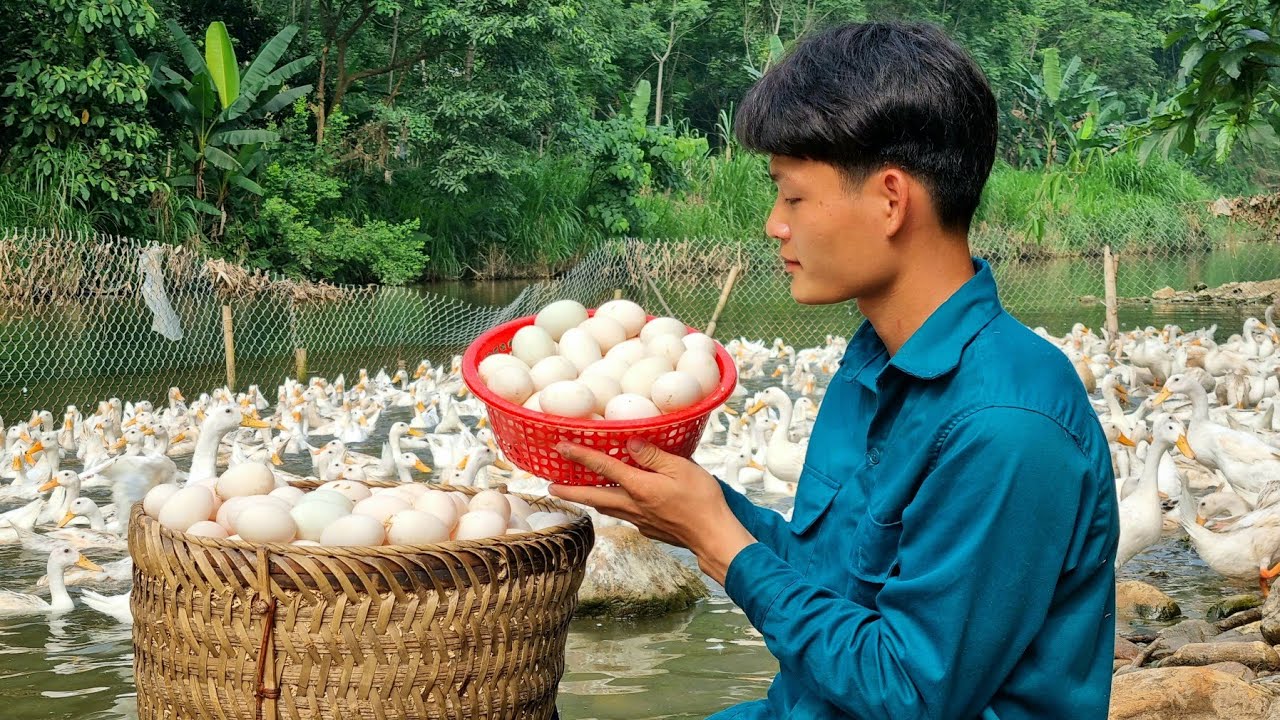 Harvest duck eggs, Bring to the market to sell, Daily life