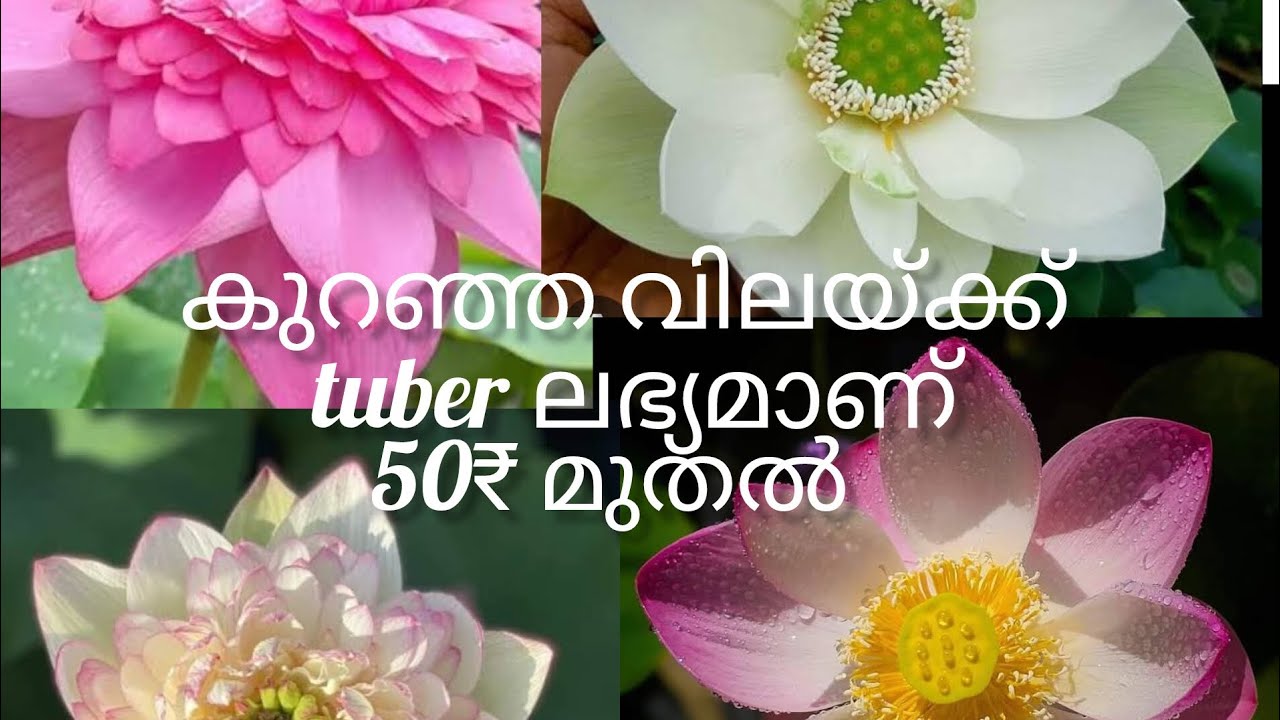 കുറഞ്ഞ വിലയ്ക്ക് tuber ലഭ്യമാണ് 50₹ മുതൽ