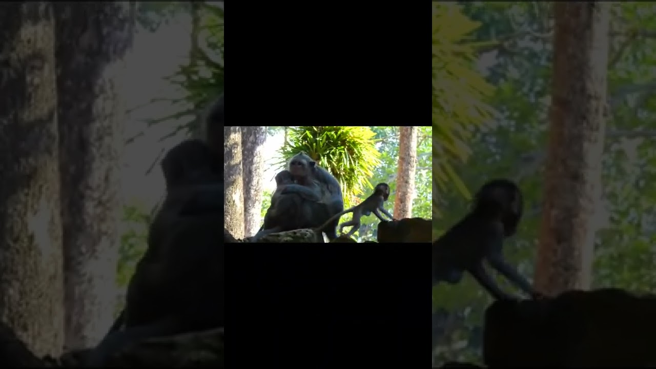Amber monkeys group