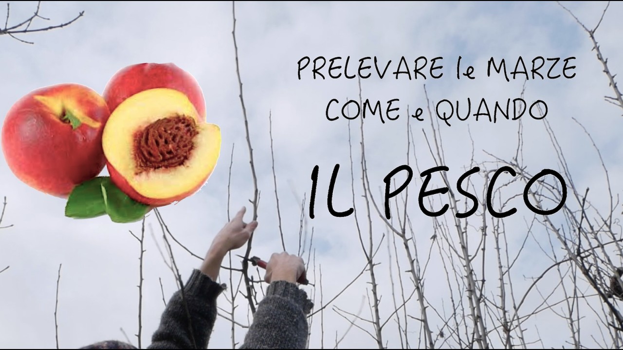 COME E QUANDO PRELEVARE MARZE DI PESCO 🍑 e PROCURARSI IL MATERIALE PER GLI INNESTI 🌿