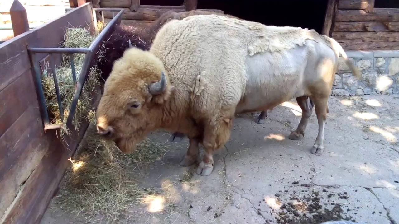 Belgrade Zoo (Serbia) - All Animals