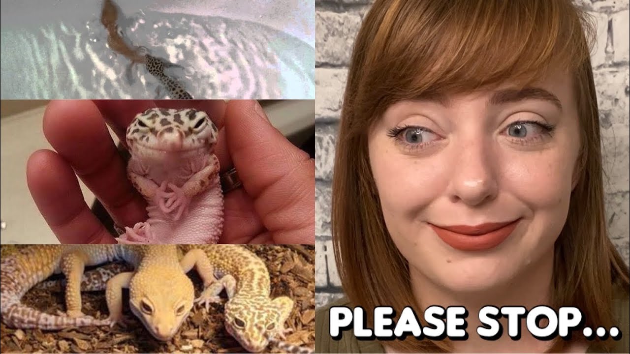 10 Things NOT To Do With Your Pet Leopard Gecko