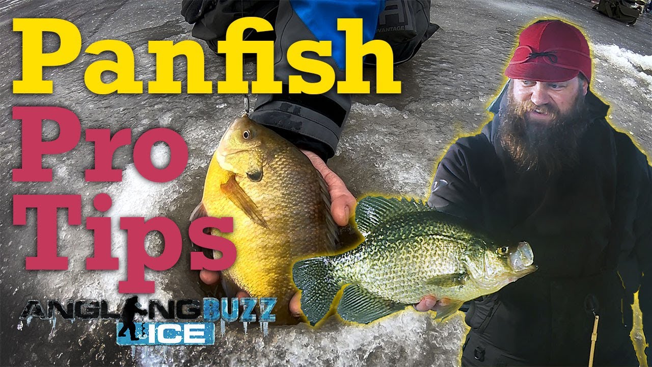 AnglingBuzz Ice — Ice Fishing Bluegills and Crappies (Plus Manitoba Greenback Walleyes!)
