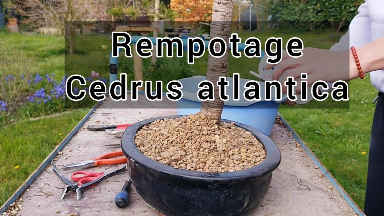 Cedrus atlantica