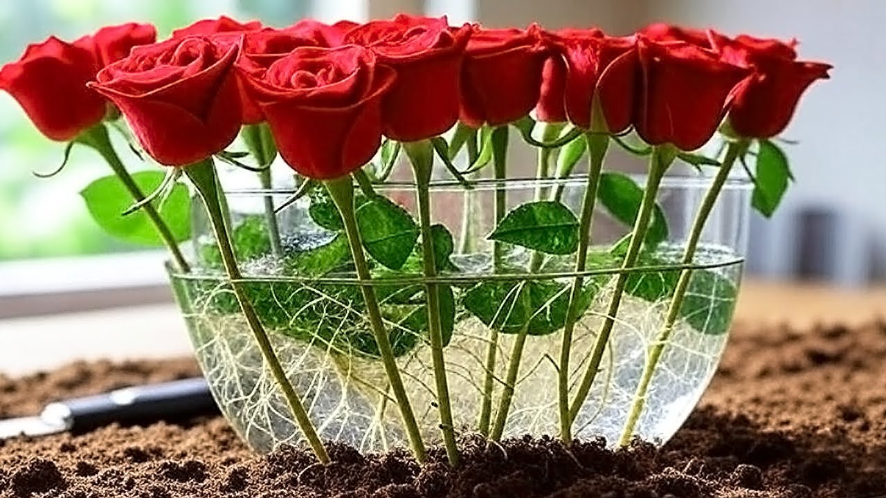 Put the rose cutting  in this glass of water&mdash; 999 roots by morning!
