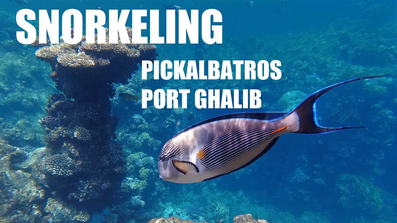 Snorkeling at Pickalbatros Palace Port Ghalib house reef (April 2023)