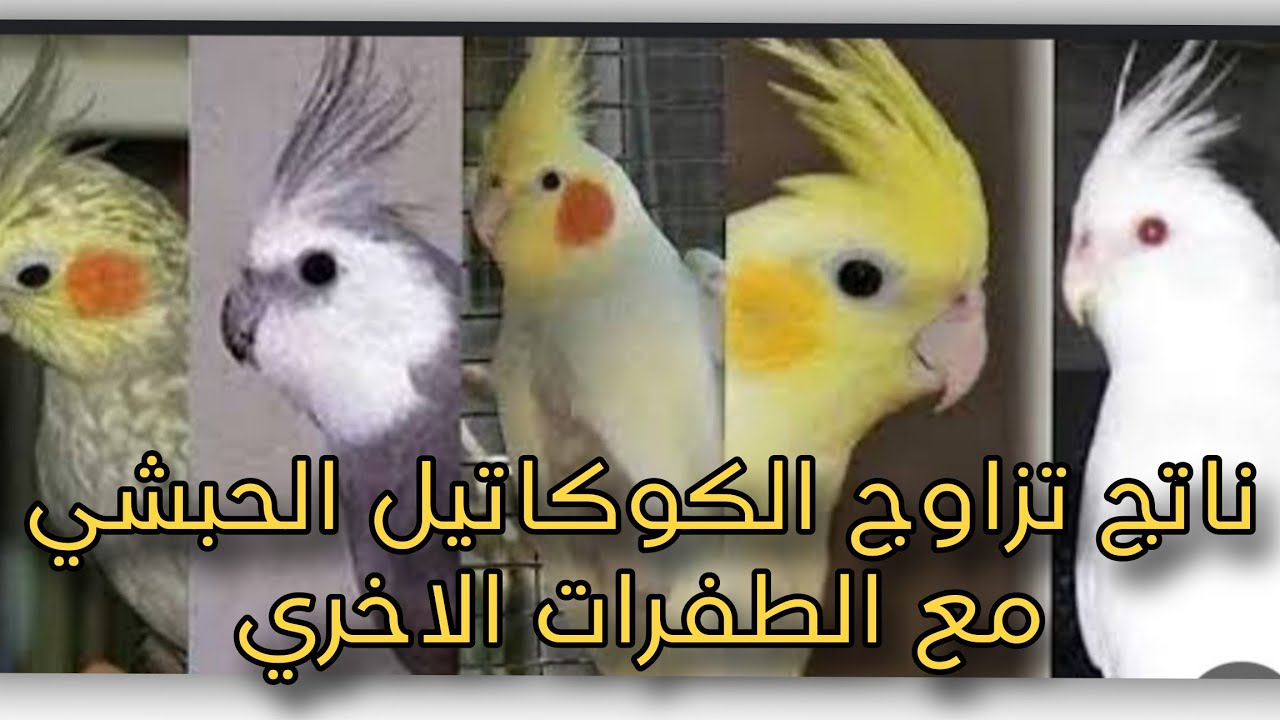 اعرف ناتج تزاوج الكوكتيل الحبشى  (الرمادى )مع بافى طفرات الكوكتيل1