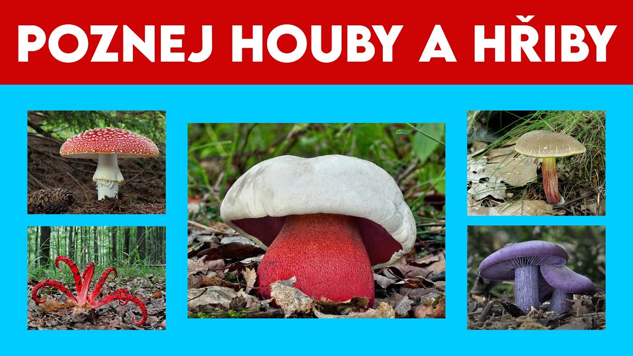 Poznej Houby a Hřiby | 50 Druhů Hub a Hřibů