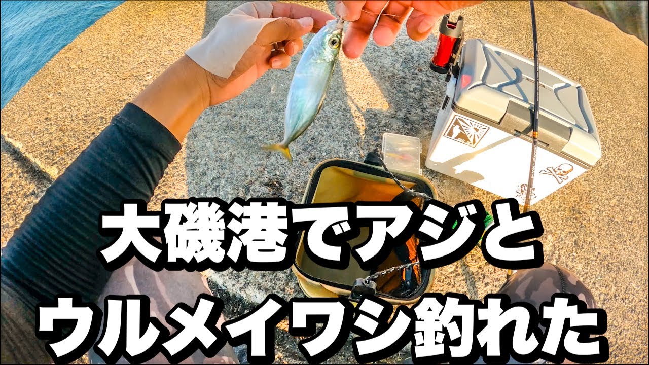 大磯港でアジ＆イワシ回遊！🎣ジグサビキで初心者でも簡単に釣れる！