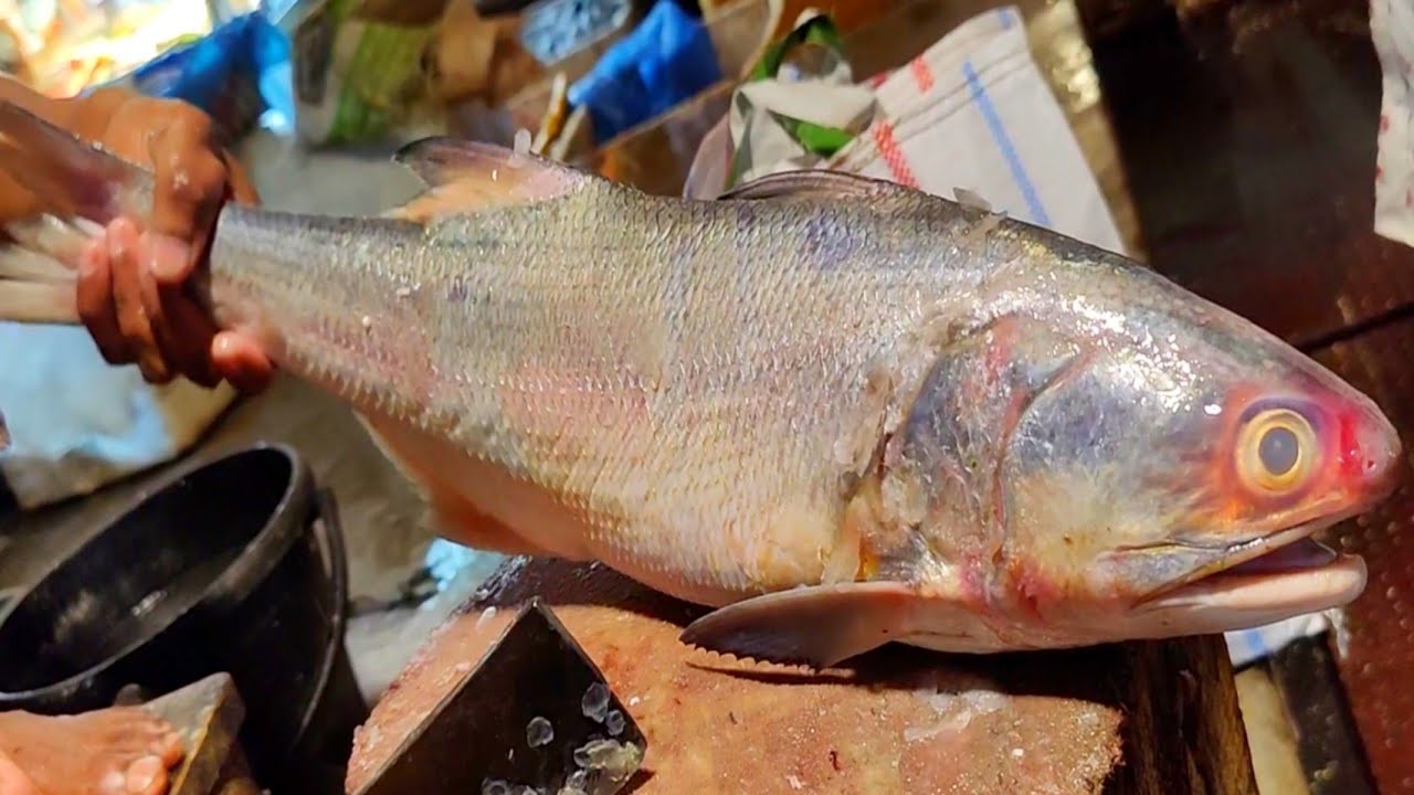 Fish Cutting Live | Huge Rawas Fish Cleaning & Cutting Skills Live In Fish Market