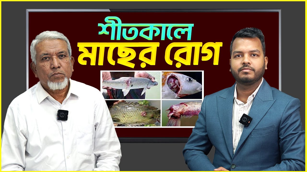 শীতকালে মাছ চাষে রোগ ও তার চিকিৎসা || Shakib Agro || কার্প জাতীয় মাছের রোগ || মিশ্র মাছ চাষ