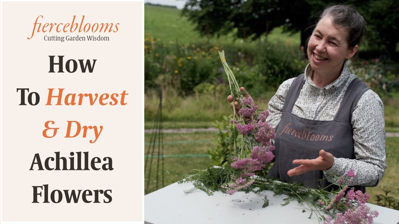 How To Harvest & Dry Achillea For Your Own Valuable Everlasting Flowers