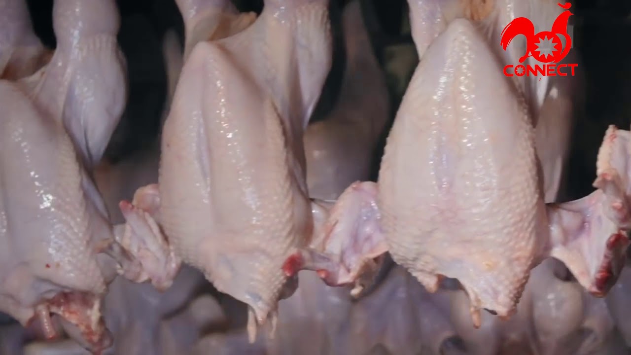 CONNECT GROUP POULTRY PROCESSING LINE