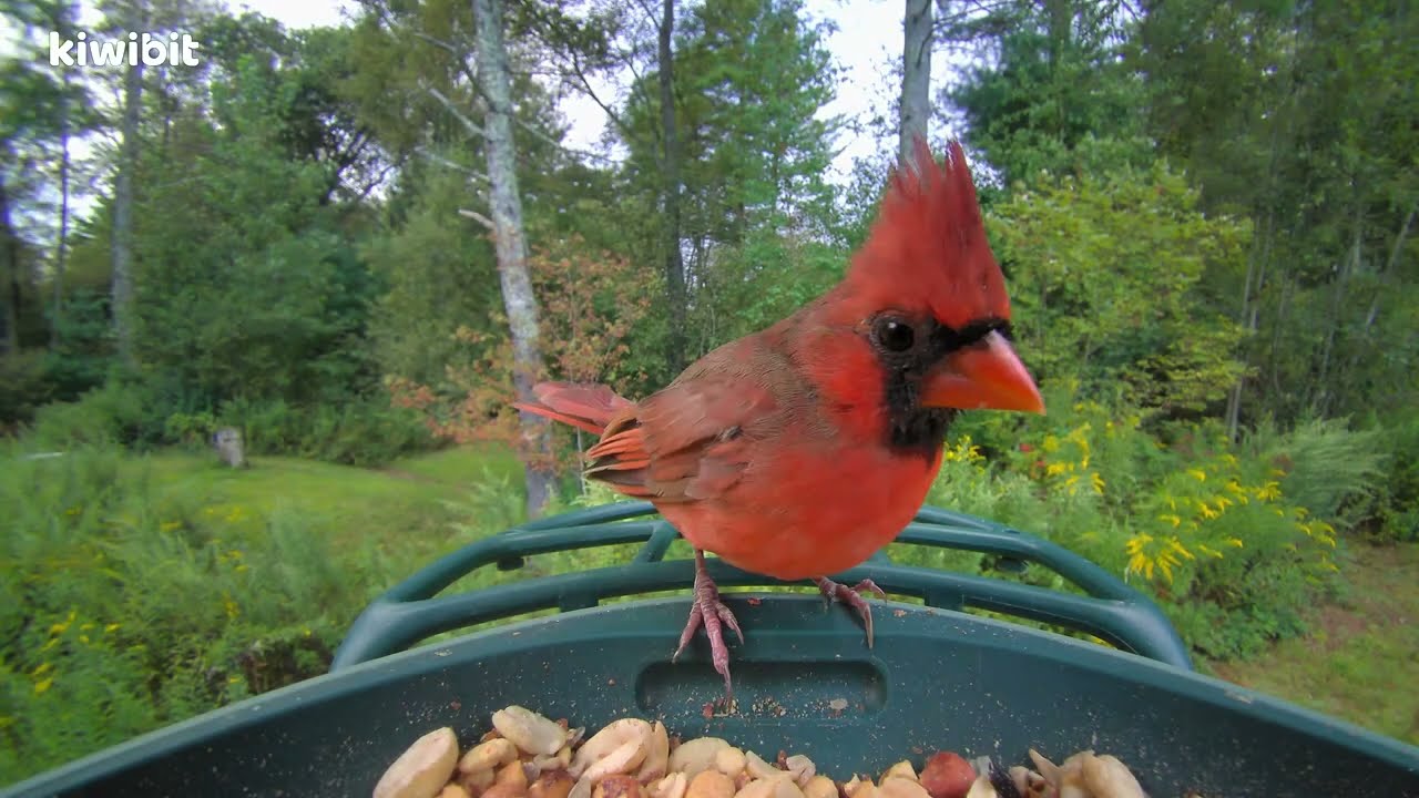 Kiwibit Beako Smart Bird Feeder