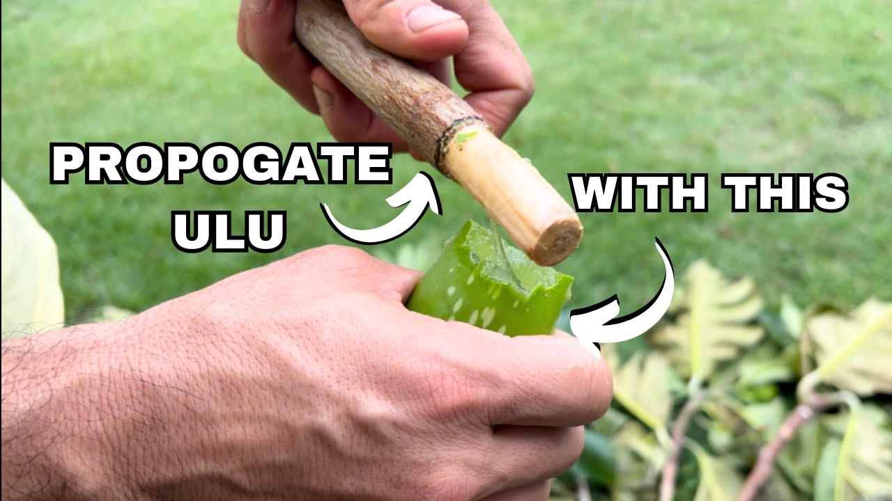 Clone More Breadfruit Using This Technique.
