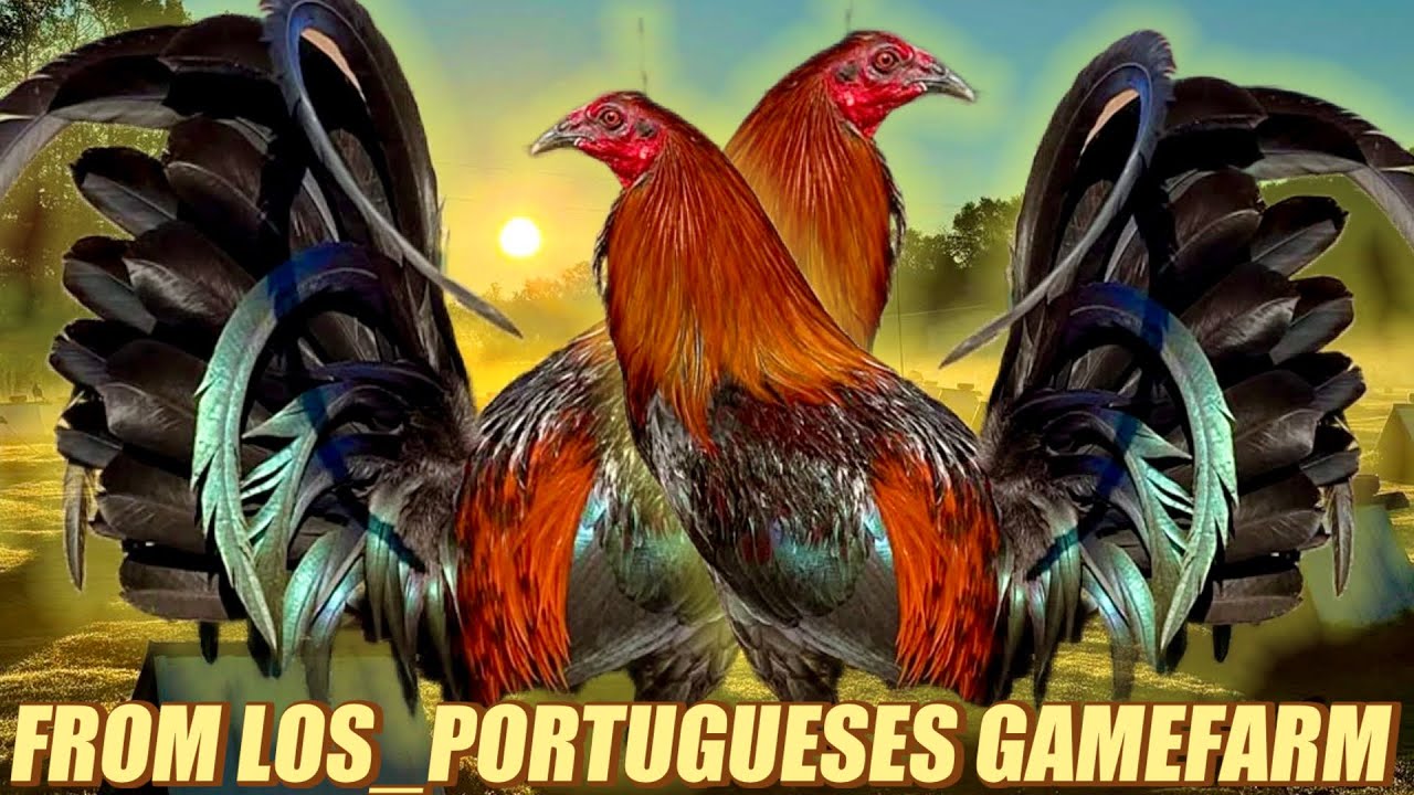 Super Beautiful Red Leiper Hatch Kelso - FROM LOS_PORTUGUESES GAMEFARM