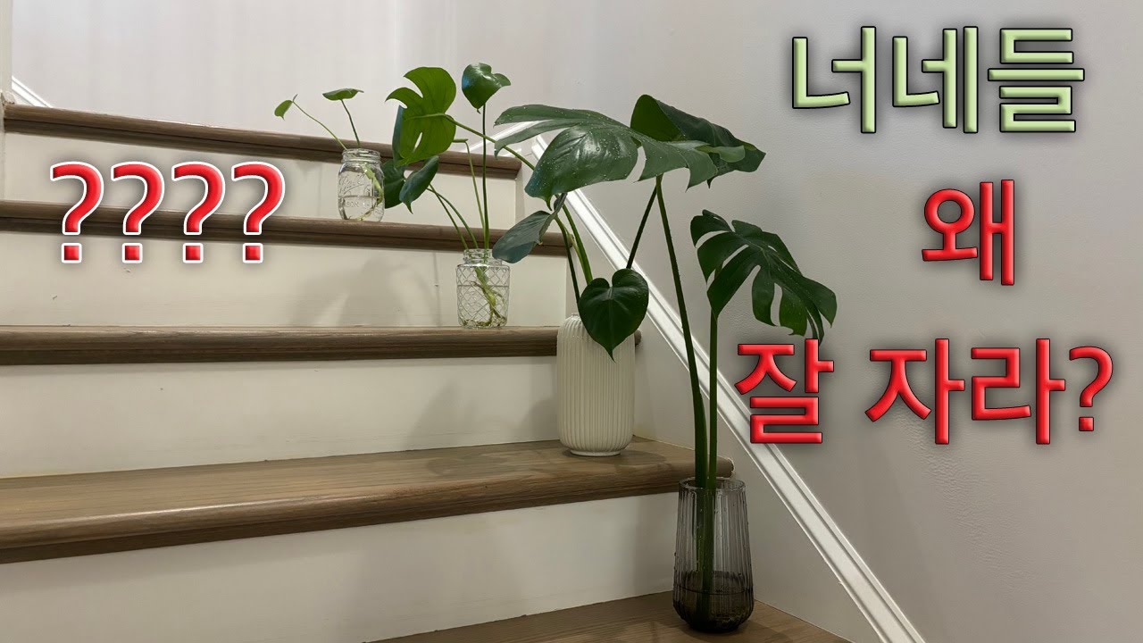 [관리의 날] 몬스테라 수경재배, 왜 잘 자라지??