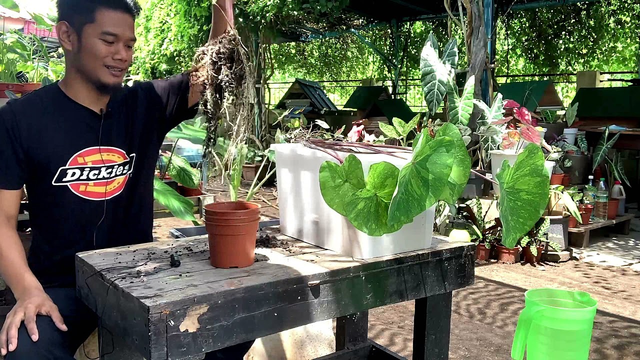 Cara Tuai Anak Colocasia Lime Gecko