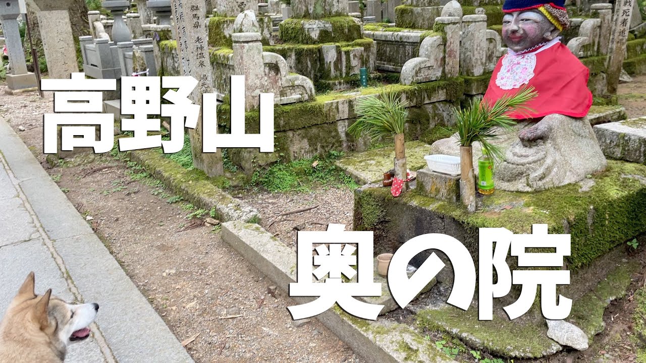 【わんこと高野山ぽ】お寺巡りしたら割と真剣に見学する愛犬の姿が可愛すぎた🐕🐾